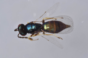  ( - BC-ZSM-HYM-29750-G11)  @12 [ ] CreativeCommons - Attribution Non-Commercial Share-Alike (2017) SNSB, Staatliche Naturwissenschaftliche Sammlungen Bayerns ZSM (SNSB, Zoologische Staatssammlung Muenchen)