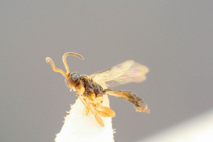  ( - BC-ZSM-HYM-29762-H02)  @13 [ ] CreativeCommons - Attribution Non-Commercial Share-Alike (2017) SNSB, Staatliche Naturwissenschaftliche Sammlungen Bayerns ZSM (SNSB, Zoologische Staatssammlung Muenchen)
