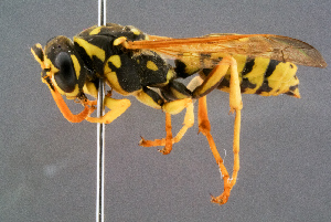  ( - BC-ZSM-HYM-29768-A02)  @14 [ ] CreativeCommons - Attribution Non-Commercial Share-Alike (2018) SNSB, Staatliche Naturwissenschaftliche Sammlungen Bayerns ZSM (SNSB, Zoologische Staatssammlung Muenchen)