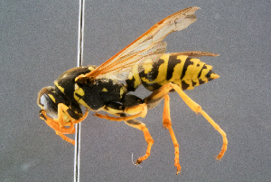  ( - BC-ZSM-HYM-29768-A03)  @14 [ ] CreativeCommons - Attribution Non-Commercial Share-Alike (2018) SNSB, Staatliche Naturwissenschaftliche Sammlungen Bayerns ZSM (SNSB, Zoologische Staatssammlung Muenchen)