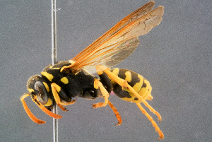  ( - BC-ZSM-HYM-29768-A06)  @14 [ ] CreativeCommons - Attribution Non-Commercial Share-Alike (2018) SNSB, Staatliche Naturwissenschaftliche Sammlungen Bayerns ZSM (SNSB, Zoologische Staatssammlung Muenchen)