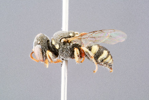  ( - BC-ZSM-HYM-29768-E06)  @11 [ ] CreativeCommons - Attribution Non-Commercial Share-Alike (2018) SNSB, Staatliche Naturwissenschaftliche Sammlungen Bayerns ZSM (SNSB, Zoologische Staatssammlung Muenchen)