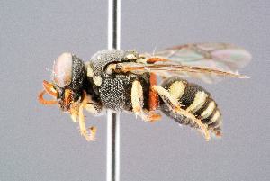  ( - BC-ZSM-HYM-29768-E07)  @11 [ ] CreativeCommons - Attribution Non-Commercial Share-Alike (2018) SNSB, Staatliche Naturwissenschaftliche Sammlungen Bayerns ZSM (SNSB, Zoologische Staatssammlung Muenchen)