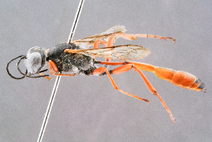  (Ammophila rubriventris - BC-ZSM-HYM-29768-F06)  @15 [ ] CreativeCommons - Attribution Non-Commercial Share-Alike (2018) SNSB, Staatliche Naturwissenschaftliche Sammlungen Bayerns ZSM (SNSB, Zoologische Staatssammlung Muenchen)