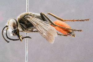  ( - BC-ZSM-HYM-29768-F09)  @14 [ ] CreativeCommons - Attribution Non-Commercial Share-Alike (2018) SNSB, Staatliche Naturwissenschaftliche Sammlungen Bayerns ZSM (SNSB, Zoologische Staatssammlung Muenchen)