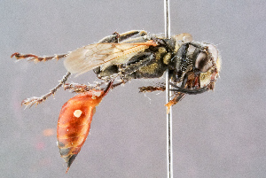  ( - BC-ZSM-HYM-29768-G02)  @13 [ ] CreativeCommons - Attribution Non-Commercial Share-Alike (2018) SNSB, Staatliche Naturwissenschaftliche Sammlungen Bayerns ZSM (SNSB, Zoologische Staatssammlung Muenchen)
