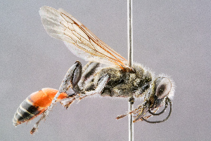  ( - BC-ZSM-HYM-29768-G06)  @14 [ ] CreativeCommons - Attribution Non-Commercial Share-Alike (2018) SNSB, Staatliche Naturwissenschaftliche Sammlungen Bayerns ZSM (SNSB, Zoologische Staatssammlung Muenchen)