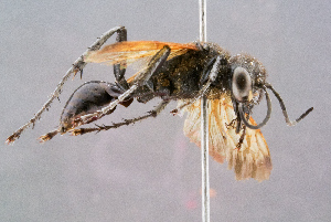  ( - BC-ZSM-HYM-29768-G09)  @13 [ ] CreativeCommons - Attribution Non-Commercial Share-Alike (2018) SNSB, Staatliche Naturwissenschaftliche Sammlungen Bayerns ZSM (SNSB, Zoologische Staatssammlung Muenchen)