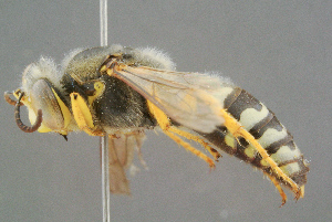  (Bembix bidentata - BC-ZSM-HYM-29769-C11)  @14 [ ] CreativeCommons - Attribution Non-Commercial Share-Alike (2018) SNSB, Staatliche Naturwissenschaftliche Sammlungen Bayerns ZSM (SNSB, Zoologische Staatssammlung Muenchen)