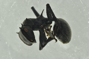  ( - BC-ZSM-HYM-29770-G10)  @13 [ ] CreativeCommons - Attribution Non-Commercial Share-Alike (2018) SNSB, Staatliche Naturwissenschaftliche Sammlungen Bayerns ZSM (SNSB, Zoologische Staatssammlung Muenchen)
