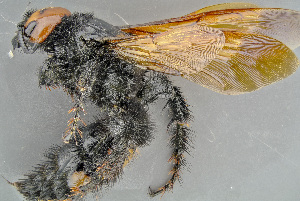  ( - BC-ZSM-HYM-29771-H06)  @13 [ ] CreativeCommons - Attribution Non-Commercial Share-Alike (2018) SNSB, Staatliche Naturwissenschaftliche Sammlungen Bayerns ZSM (SNSB, Zoologische Staatssammlung Muenchen)