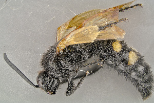  ( - BC-ZSM-HYM-29771-H07)  @13 [ ] CreativeCommons - Attribution Non-Commercial Share-Alike (2018) SNSB, Staatliche Naturwissenschaftliche Sammlungen Bayerns ZSM (SNSB, Zoologische Staatssammlung Muenchen)