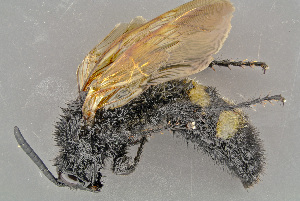  ( - BC-ZSM-HYM-29771-H08)  @13 [ ] CreativeCommons - Attribution Non-Commercial Share-Alike (2018) SNSB, Staatliche Naturwissenschaftliche Sammlungen Bayerns ZSM (SNSB, Zoologische Staatssammlung Muenchen)