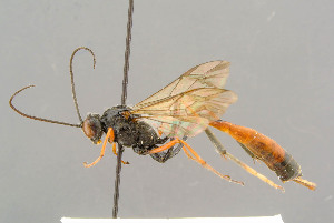  ( - BC-ZSM-HYM-29772-A09)  @11 [ ] CreativeCommons - Attribution Non-Commercial Share-Alike (2018) SNSB, Staatliche Naturwissenschaftliche Sammlungen Bayerns ZSM (SNSB, Zoologische Staatssammlung Muenchen)