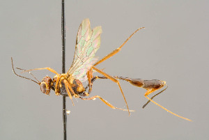  ( - BC-ZSM-HYM-29772-B01)  @11 [ ] CreativeCommons - Attribution Non-Commercial Share-Alike (2018) SNSB, Staatliche Naturwissenschaftliche Sammlungen Bayerns ZSM (SNSB, Zoologische Staatssammlung Muenchen)