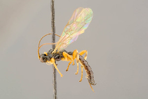  (Schizopyga pictifrons - BC-ZSM-HYM-29772-E06)  @13 [ ] CreativeCommons - Attribution Non-Commercial Share-Alike (2018) SNSB, Staatliche Naturwissenschaftliche Sammlungen Bayerns ZSM (SNSB, Zoologische Staatssammlung Muenchen)