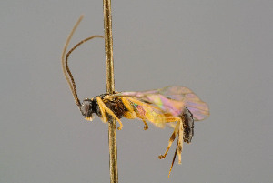  ( - BC-ZSM-HYM-29772-E08)  @12 [ ] CreativeCommons - Attribution Non-Commercial Share-Alike (2018) SNSB, Staatliche Naturwissenschaftliche Sammlungen Bayerns ZSM (SNSB, Zoologische Staatssammlung Muenchen)