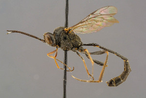  ( - BC-ZSM-HYM-29772-F11)  @11 [ ] CreativeCommons - Attribution Non-Commercial Share-Alike (2018) SNSB, Staatliche Naturwissenschaftliche Sammlungen Bayerns ZSM (SNSB, Zoologische Staatssammlung Muenchen)