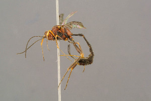  ( - BC-ZSM-HYM-29772-G02)  @11 [ ] CreativeCommons - Attribution Non-Commercial Share-Alike (2018) SNSB, Staatliche Naturwissenschaftliche Sammlungen Bayerns ZSM (SNSB, Zoologische Staatssammlung Muenchen)