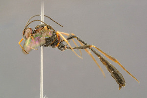  ( - BC-ZSM-HYM-29772-G03)  @11 [ ] CreativeCommons - Attribution Non-Commercial Share-Alike (2018) SNSB, Staatliche Naturwissenschaftliche Sammlungen Bayerns ZSM (SNSB, Zoologische Staatssammlung Muenchen)