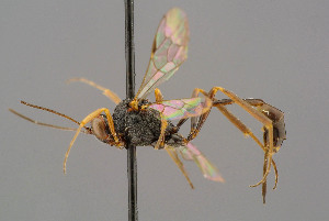  ( - BC-ZSM-HYM-29772-G05)  @11 [ ] CreativeCommons - Attribution Non-Commercial Share-Alike (2018) SNSB, Staatliche Naturwissenschaftliche Sammlungen Bayerns ZSM (SNSB, Zoologische Staatssammlung Muenchen)