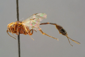  (Anomalon cruentatum - BC-ZSM-HYM-29772-G06)  @15 [ ] CreativeCommons - Attribution Non-Commercial Share-Alike (2018) SNSB, Staatliche Naturwissenschaftliche Sammlungen Bayerns ZSM (SNSB, Zoologische Staatssammlung Muenchen)