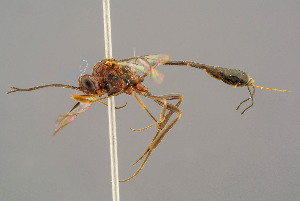  ( - BC-ZSM-HYM-29772-G08)  @11 [ ] CreativeCommons - Attribution Non-Commercial Share-Alike (2018) SNSB, Staatliche Naturwissenschaftliche Sammlungen Bayerns ZSM (SNSB, Zoologische Staatssammlung Muenchen)