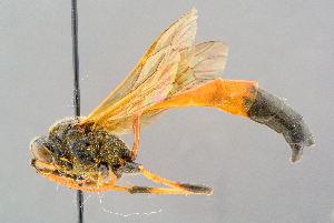  (Therion brevicorne - BC-ZSM-HYM-29773-F09)  @11 [ ] CreativeCommons - Attribution Non-Commercial Share-Alike (2018) SNSB, Staatliche Naturwissenschaftliche Sammlungen Bayerns ZSM (SNSB, Zoologische Staatssammlung Muenchen)