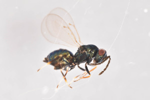  ( - BC-ZSM-HYM-29814-B04)  @12 [ ] CreativeCommons - Attribution Non-Commercial Share-Alike (2017) SNSB, Staatliche Naturwissenschaftliche Sammlungen Bayerns ZSM (SNSB, Zoologische Staatssammlung Muenchen)