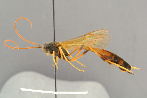  (Therion ericae - BC-ZSM-HYM-29816-A02)  @11 [ ] CreativeCommons - Attribution Non-Commercial Share-Alike (2017) SNSB, Staatliche Naturwissenschaftliche Sammlungen Bayerns ZSM (SNSB, Zoologische Staatssammlung Muenchen)