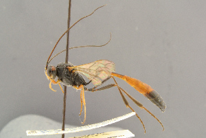  ( - BC-ZSM-HYM-29816-B06)  @11 [ ] CreativeCommons - Attribution Non-Commercial Share-Alike (2017) SNSB, Staatliche Naturwissenschaftliche Sammlungen Bayerns ZSM (SNSB, Zoologische Staatssammlung Muenchen)