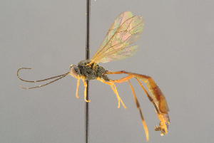  ( - BC-ZSM-HYM-29816-C08)  @11 [ ] CreativeCommons - Attribution Non-Commercial Share-Alike (2017) SNSB, Staatliche Naturwissenschaftliche Sammlungen Bayerns ZSM (SNSB, Zoologische Staatssammlung Muenchen)