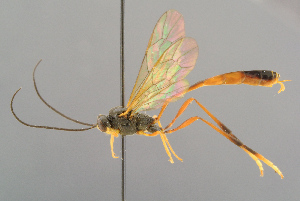  ( - BC-ZSM-HYM-29816-C12)  @11 [ ] CreativeCommons - Attribution Non-Commercial Share-Alike (2017) SNSB, Staatliche Naturwissenschaftliche Sammlungen Bayerns ZSM (SNSB, Zoologische Staatssammlung Muenchen)