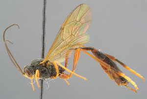  ( - BC-ZSM-HYM-29816-D01)  @11 [ ] CreativeCommons - Attribution Non-Commercial Share-Alike (2017) SNSB, Staatliche Naturwissenschaftliche Sammlungen Bayerns ZSM (SNSB, Zoologische Staatssammlung Muenchen)