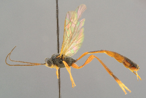  ( - BC-ZSM-HYM-29816-D02)  @11 [ ] CreativeCommons - Attribution Non-Commercial Share-Alike (2017) SNSB, Staatliche Naturwissenschaftliche Sammlungen Bayerns ZSM (SNSB, Zoologische Staatssammlung Muenchen)