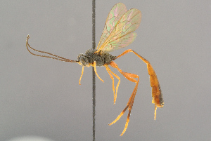  ( - BC-ZSM-HYM-29816-D03)  @11 [ ] CreativeCommons - Attribution Non-Commercial Share-Alike (2017) SNSB, Staatliche Naturwissenschaftliche Sammlungen Bayerns ZSM (SNSB, Zoologische Staatssammlung Muenchen)