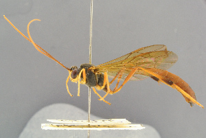  ( - BC-ZSM-HYM-29816-D06)  @11 [ ] CreativeCommons - Attribution Non-Commercial Share-Alike (2017) SNSB, Staatliche Naturwissenschaftliche Sammlungen Bayerns ZSM (SNSB, Zoologische Staatssammlung Muenchen)