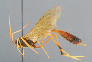  ( - BC-ZSM-HYM-29816-D07)  @11 [ ] CreativeCommons - Attribution Non-Commercial Share-Alike (2017) SNSB, Staatliche Naturwissenschaftliche Sammlungen Bayerns ZSM (SNSB, Zoologische Staatssammlung Muenchen)