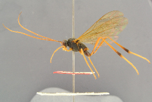  ( - BC-ZSM-HYM-29816-D09)  @11 [ ] CreativeCommons - Attribution Non-Commercial Share-Alike (2017) SNSB, Staatliche Naturwissenschaftliche Sammlungen Bayerns ZSM (SNSB, Zoologische Staatssammlung Muenchen)