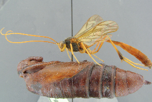  ( - BC-ZSM-HYM-29816-E04)  @14 [ ] CreativeCommons - Attribution Non-Commercial Share-Alike (2017) SNSB, Staatliche Naturwissenschaftliche Sammlungen Bayerns ZSM (SNSB, Zoologische Staatssammlung Muenchen)