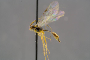  ( - BC-ZSM-HYM-30223-H04)  @13 [ ] CreativeCommons - Attribution Non-Commercial Share-Alike (2019) SNSB, Staatliche Naturwissenschaftliche Sammlungen Bayerns ZSM (SNSB, Zoologische Staatssammlung Muenchen)