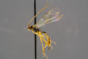  ( - BC-ZSM-HYM-30223-H05)  @13 [ ] CreativeCommons - Attribution Non-Commercial Share-Alike (2019) SNSB, Staatliche Naturwissenschaftliche Sammlungen Bayerns ZSM (SNSB, Zoologische Staatssammlung Muenchen)