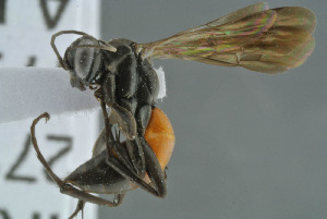  ( - BC-ZSM-HYM-30229-B05)  @12 [ ] CreativeCommons - Attribution Non-Commercial Share-Alike (2019) SNSB, Staatliche Naturwissenschaftliche Sammlungen Bayerns ZSM (SNSB, Zoologische Staatssammlung Muenchen)