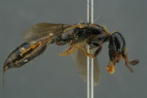  ( - BC-ZSM-HYM-30229-E06)  @13 [ ] CreativeCommons - Attribution Non-Commercial Share-Alike (2019) SNSB, Staatliche Naturwissenschaftliche Sammlungen Bayerns ZSM (SNSB, Zoologische Staatssammlung Muenchen)