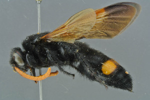  ( - BC-ZSM-HYM-30229-H04)  @11 [ ] CreativeCommons - Attribution Non-Commercial Share-Alike (2019) SNSB, Staatliche Naturwissenschaftliche Sammlungen Bayerns ZSM (SNSB, Zoologische Staatssammlung Muenchen)