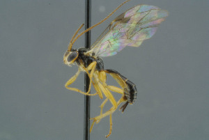  ( - BC-ZSM-HYM-30229-H06)  @11 [ ] CreativeCommons - Attribution Non-Commercial Share-Alike (2019) SNSB, Staatliche Naturwissenschaftliche Sammlungen Bayerns ZSM (SNSB, Zoologische Staatssammlung Muenchen)