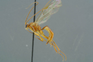  ( - BC-ZSM-HYM-30229-H07)  @12 [ ] CreativeCommons - Attribution Non-Commercial Share-Alike (2019) SNSB, Staatliche Naturwissenschaftliche Sammlungen Bayerns ZSM (SNSB, Zoologische Staatssammlung Muenchen)