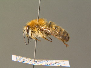  (Dasypoda hirtipes - BC ZSM HYM 19302)  @15 [ ] CreativeCommons - Attribution Non-Commercial Share-Alike (2015) SNSB, Zoologische Staatssammlung Muenchen SNSB, Zoologische Staatssammlung Muenchen