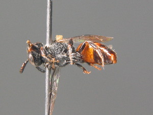  (Sphecodes puncticeps - BC ZSM HYM 20043)  @14 [ ] CreativeCommons - Attribution Non-Commercial Share-Alike (2015) SNSB, Zoologische Staatssammlung Muenchen SNSB, Zoologische Staatssammlung Muenchen