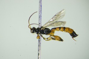  (Schizopyga circulator - BC ZSM HYM 21392)  @14 [ ] CreativeCommons - Attribution Non-Commercial Share-Alike (2015) SNSB, Zoologische Staatssammlung Muenchen SNSB, Zoologische Staatssammlung Muenchen